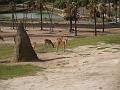 Antelope, maybe
